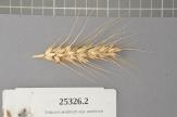 Click for 1 image(s) for this accession. Spike